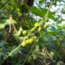 상갈초등학교(병설) 이미지