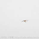 오조리-1 이미지