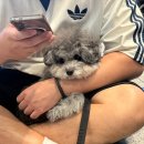 호 동물병원 | 강아지랑 배타고 제주도 여행｜퀸제누비아호2 펫코노미 vs 퀸제누비아호 후기 (실제 이용 후기)