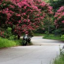 배롱나무길 이미지