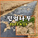 (텃밭) 민엄나무 근삽과 비닐 하우스 만들기 이미지