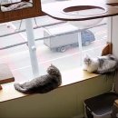 고양이의 봄, 묘랑묘랑 이미지