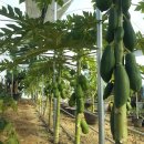 가온농장2 이미지