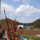 명자나무 / 산당화 이미지
