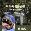 Dr.dog동물의료센터 | 일산 정발산동 동물병원 닥터독, 강아지 눈밑 부종 및 고름 치근단농양 수술