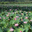 유등연지 이미지