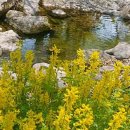 리틀포레 이미지