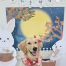 어뮤즈퍼피 이미지