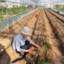 환하우스 태양광발전소 | 비농기(非農期)의 기적, 비닐하우스가 연중 무휴 '소득 발전소'가 되기까지