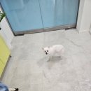 델리키아 이미지