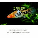 코이 이미지