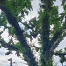 개화산 진입로 이미지