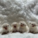 스파리버 캐터리 이미지