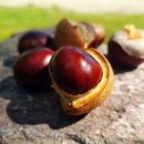 마로니에 이미지