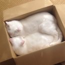 개와 고양이 이미지