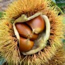 추대농장 이미지