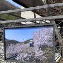 2025 화담숲 벚꽃 개화 실시간 현황: 4월 첫째주 주말 기준/ 단풍 시즌 후기