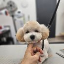 큐티펫살롱 이미지