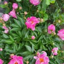 이플펜션 이미지