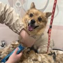 미용해·독 이미지