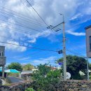 퐁낭아래 1978 이미지