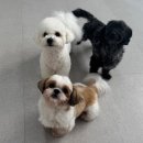 하울팟 위례점 이미지