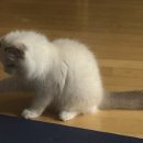 고양이미용 반하나캣 이미지