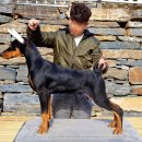 노블라인 도베르만 이미지