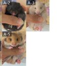 부산햄스터분양 행복햄 이미지