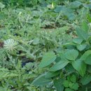 산장가아리 이미지