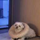 정창수외과동물병원 이미지