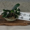 (사)한국차인연합회