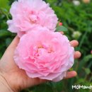 스트로베리힐 이미지