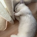 커튼이랑 놀다 쓰러져 잠 이미지