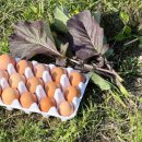 방송양계장 이미지