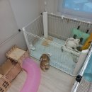 버니키스(Bunny Kiss) 이미지