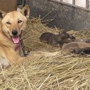 안이하우스 이미지