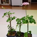 셋,별 이미지