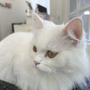 냥이 주택 네이버블로그