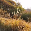 호두도둑 - 김포시 | 호두도둑