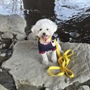 두산세탁 | 강아지유니폼 펫밀리 두산베어스 강아지커플룩도 가능한 강아지옷 후기