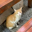 소소산식벌교식당 이미지