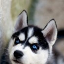 예쁜강아지 이미지