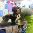 중앙애견 이미지