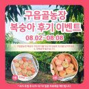 모레골 농장 | 구읍골농장 영덕복숭아 이벤트 오늘 마감합니다.