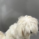 우리강아지 | 장항동애견미용 버블펫에서 안심하고 맡긴 우리 강아지 미용 후기 🐶✨