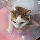 이쁘면다냥 이미지