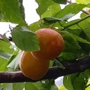 버드네농장2 이미지