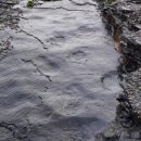 스테고사우루스-2 이미지