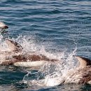 고래천국 이미지